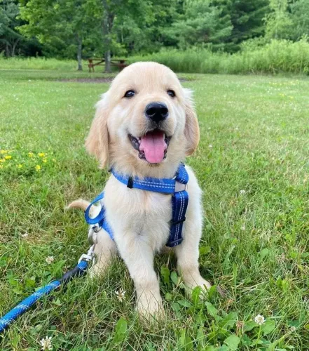 Golden Retriever Uma companhia para todas as fases da vida