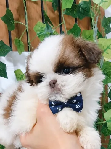 Menino de Shih Tzu micrinho