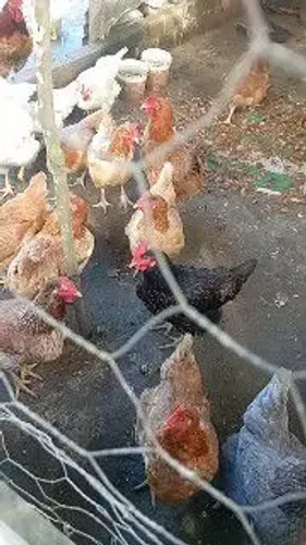 Galinha rotilan