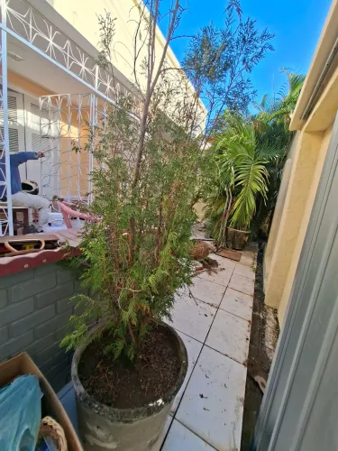 Planta Tuia em vaso medio
