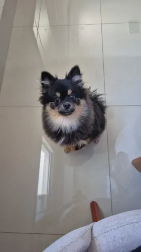 Spitz Alemã fêmea, com 8 meses, procurando uma nova família responsável e carinhosa.