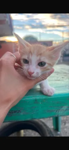 Gatinho Macho