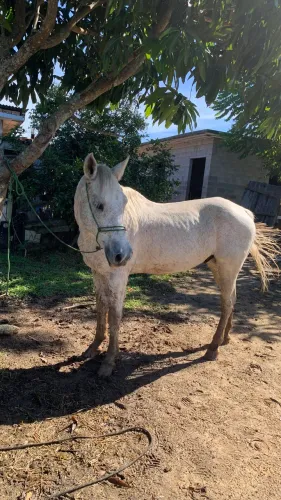 Cavalo crioulo