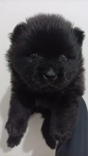 Chow Chow