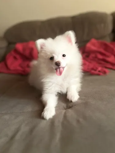 Spitz alemão fêmea