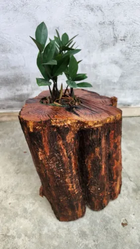 Cachepô Artesanal em Tronco Natural com Zamioculca - Peça Única