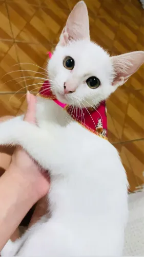 Gatinha branca fêmea 