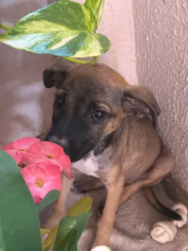 ADOÇÃO RESPONSÁVEL CACHORRA 1 mês