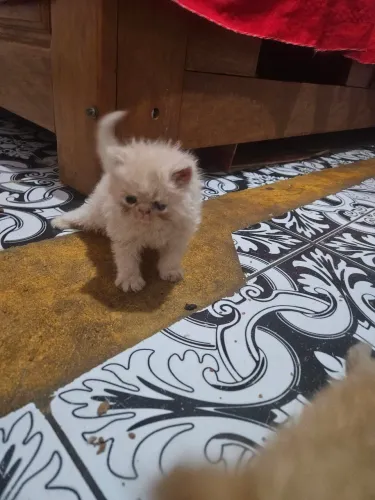 Gatinho