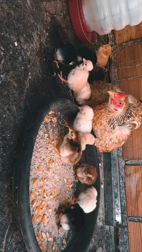 Vendo 12 galinha nó preço ótimo