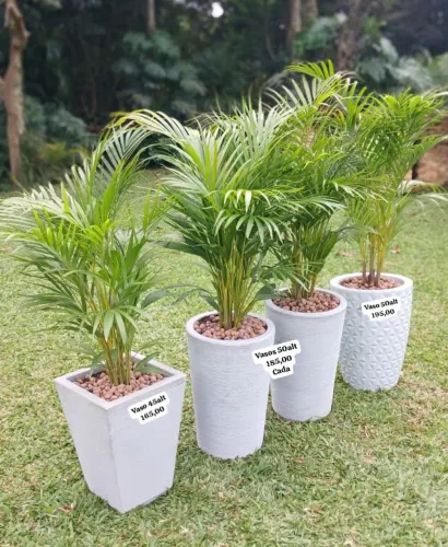 Belos vasos com plantas naturais completos