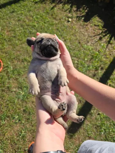 Pug 1200
