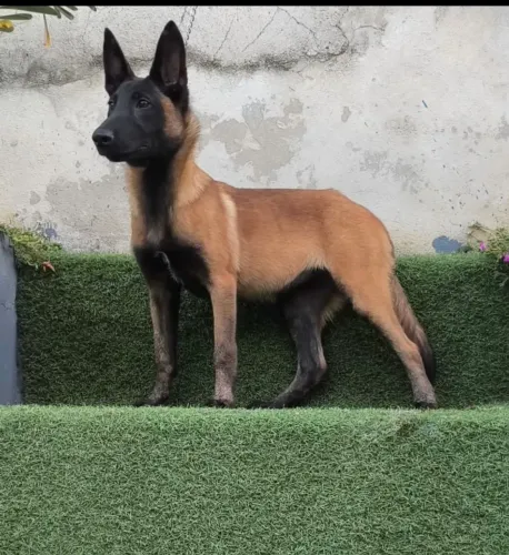 Pastor Belga Malinois fêmea 10 x 300,00