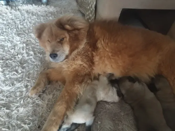 Chow Chow Filhotes R$ 999