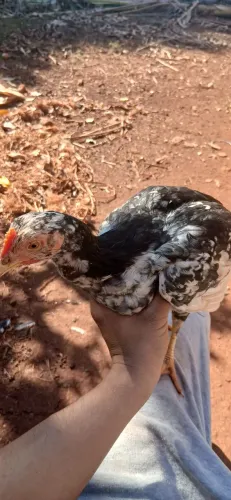 Vendo Frango gsb
