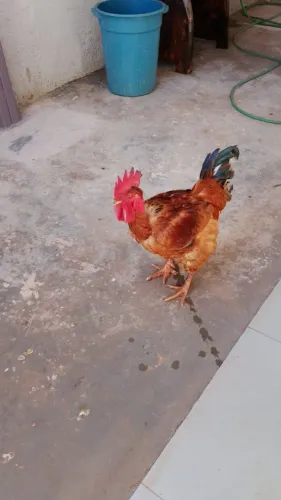 galos e galinhas venda ou troca