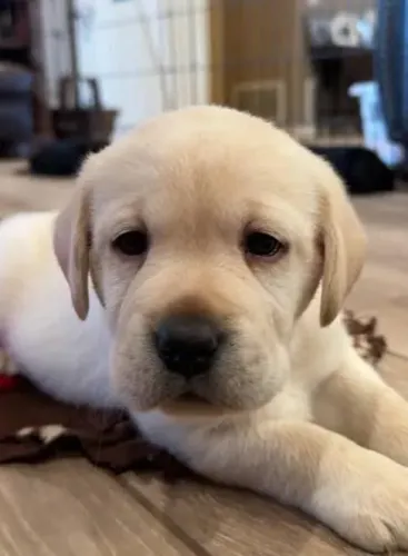 Labrador Filhotes Raridade.