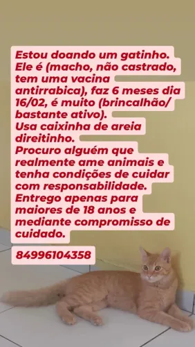 Adoção responsável