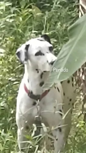 Dálmata doação 