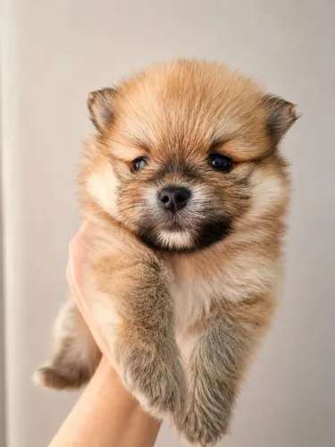 Spitz Alemão Pedigree CBKC