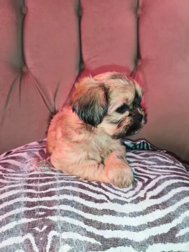 Filhote de Lhasa apso fêmea