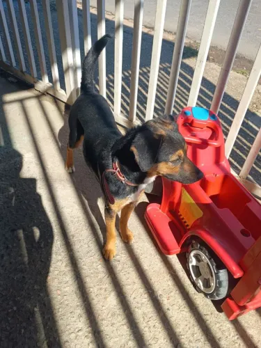 Doação de cachorras