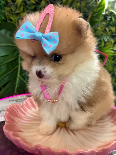 Lulu da Pomerania! Jóia rara