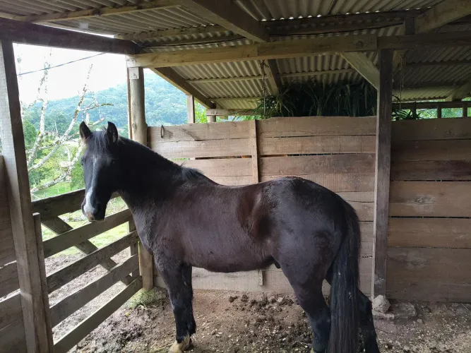 Cavalo crioulo