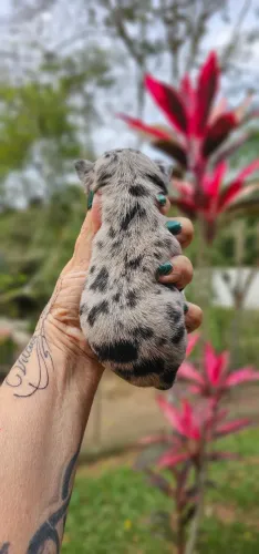 Chihuahua Merle Fêmea Pelagem Curta