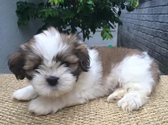 Uma Companhia para Todos os Dias Lhasa Apso