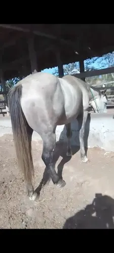 Cavalo