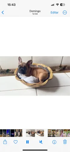 Buldogue francês 