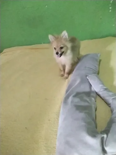 Spitz alemao anão fêmea miniatura leia o anúncio com atenção 