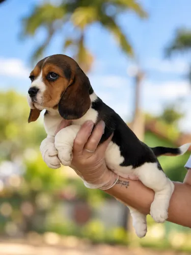 BEAGLE FILHOTE PERFEITO