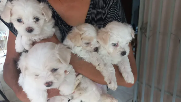 Vendo filhotes de cachorro maltês puro