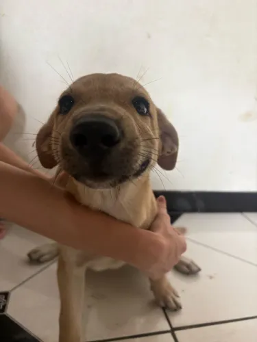 cachorrinho doaçao