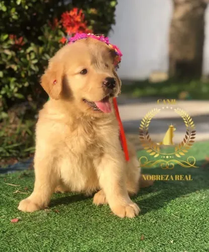 Golden Belíssima só no @CanilNobrezaReal