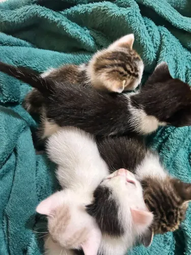 Gatinhos para adoção