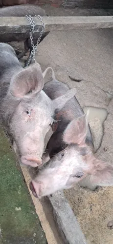 ? Vendo 2 Matrizes Pietrain PO ?