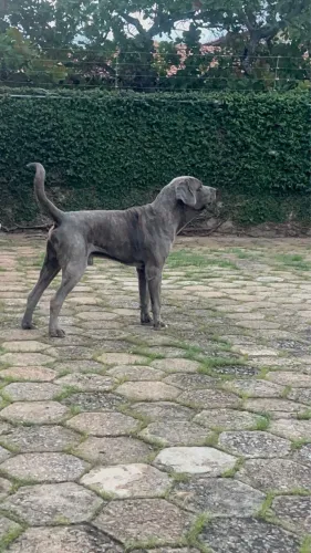 FILA BRASILEIRO MACHO COM PEDIGREE ALKC
