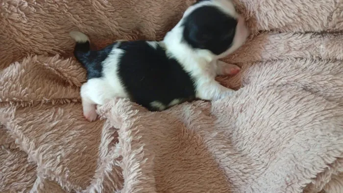 Vendo filhotes de Shitzu lindos filhotes