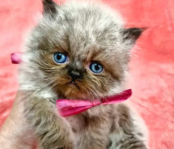 Gato persa show