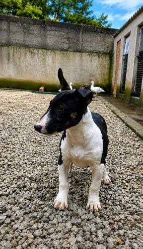 Bull Terrier inglês