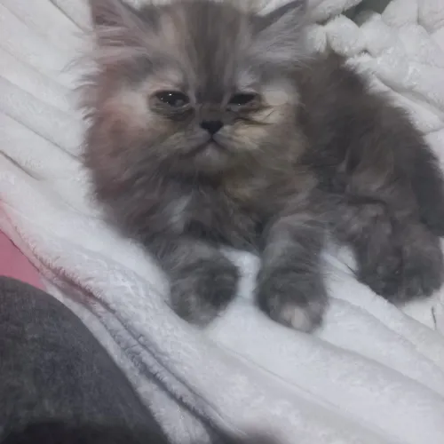 Gatos persa femea