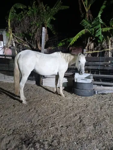 Vendo egua