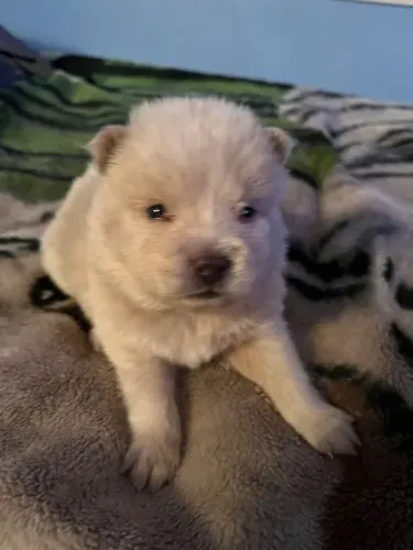 Filhotes de Chow Chow | Felicidade em cada latido!