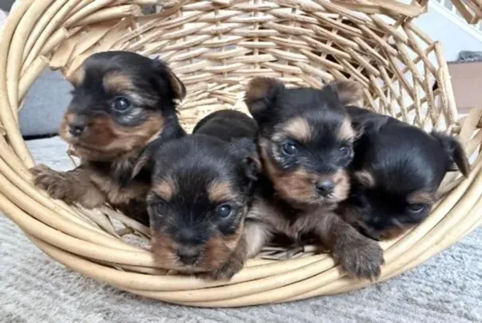 Yorkshire Terrier Filhotes Miniaturas Vacinados.
