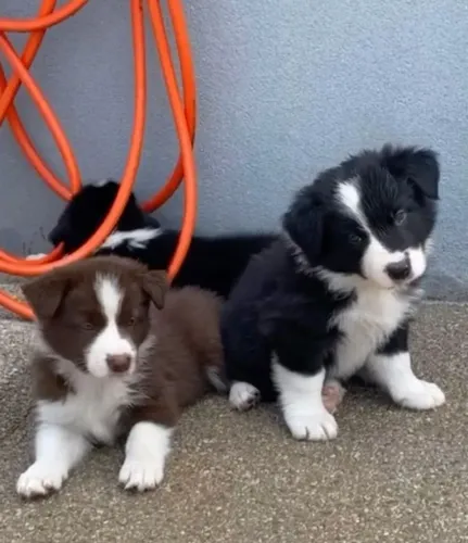 O Border Collie é muito mais do que um cão: é um parceiro para a vida.