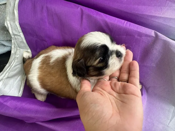 Doação Filhote de Shih Tzu
