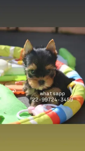 Machinhos de Yorkshire micro em promoção!